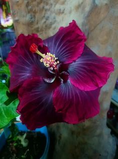 a large purple flower sitting next to a green plant