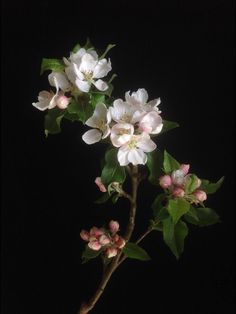 a branch with white flowers and green leaves in the dark night sky, against a black background