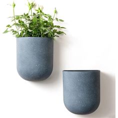 two blue vases with plants in them against a white wall