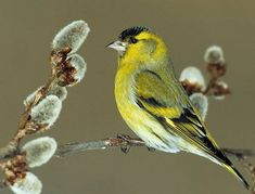 a yellow and black bird sitting on top of a tree branch with white flowers in the background