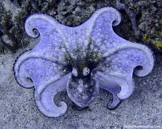 an octopus is laying on the sand with its eyes open