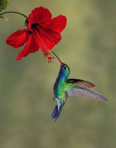 a hummingbird feeding from a red flower with its beak open and wings extended to the side