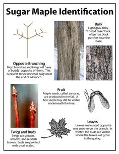 an info sheet describing the benefits of sugar maple identification