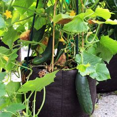 cucumbers are growing in black pots with green leaves on the planter,