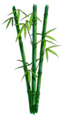 a drawing of some green bamboos on a white background