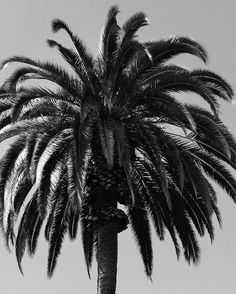 a black and white photo of a palm tree