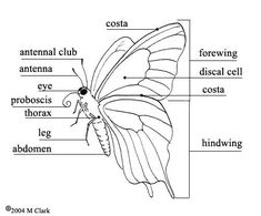 the parts of a butterfly labeled in their body and labelled with labels for each part