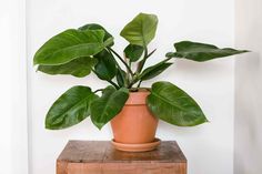 a potted plant sitting on top of a wooden table next to a white wall