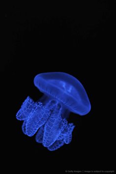 a blue jellyfish floating in the dark water