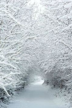 snow covered trees line a path in the woods