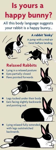 an info sheet describing how to use rabbits