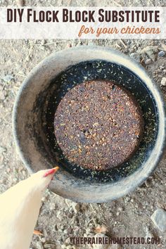 a chicken standing next to a metal bowl filled with dirt