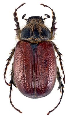 a close up of a beetle on a white background