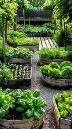 a garden filled with lots of green plants