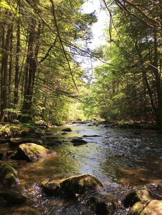 a river running through a lush green forest