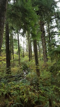 the forest is full of tall trees and ferns