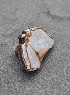 a piece of shell sitting on the ground