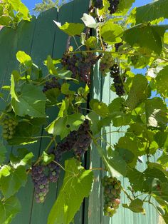 grapes growing on the vine in front of a green wooden fence with blue sky behind them