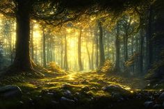 the sun is shining through the trees in the forest with rocks and grass on the ground