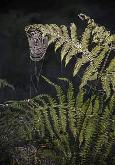 a spider web on a fern in the dark