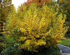 a bush with yellow flowers in the middle of a garden