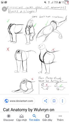 how to draw an animal with different poses