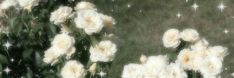 some white flowers are in the grass and one is blurry with stars on it