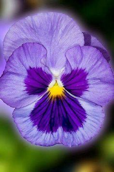 a purple and white flower with yellow center