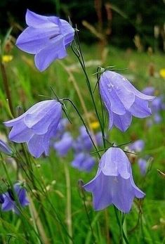 some purple flowers are growing in the grass