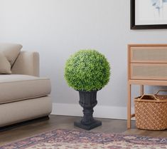 a potted plant sitting on top of a wooden table next to a chair and rug