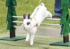 a small white rabbit standing on its hind legs in front of a wooden fence with green posts