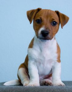 a small brown and white dog sitting on top of a gray floor next to a blue wall