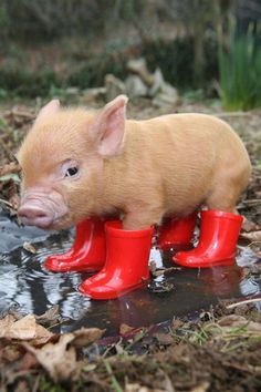 a small pig is standing in the water wearing red rain boots