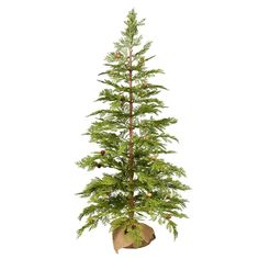 a small pine tree in a potted planter on top of a white background