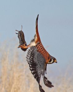 two birds flying in the air with their wings spread out and one bird has it's mouth open