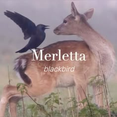 a deer and a bird standing next to each other with the words merletta blackbird