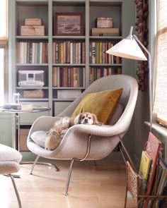 a dog laying on a chair in front of a bookshelf