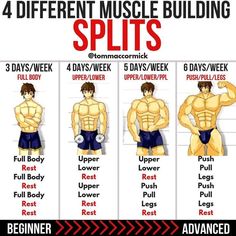 four different types of muscles for men to gain their upper and lower body muscles