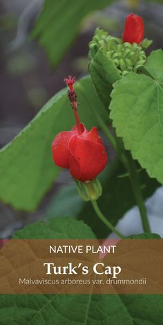 native plant turk's cap - malavicus aperous varcumnii