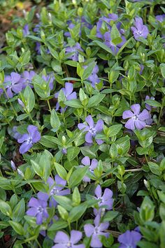 small blue flowers are growing in the grass