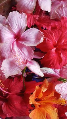 pink and orange flowers with water droplets on them are in a white bowl filled with water