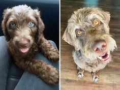 two dogs are sitting in the back seat of a car and one is looking at the camera