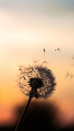 a dandelion blowing in the wind at sunset