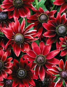 red flowers are blooming in the garden with green leaves and brown petals on them