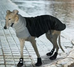 a small dog wearing a sweater and shoes in the rain