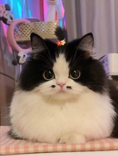 a black and white cat sitting on top of a table