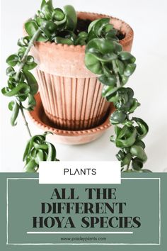 a potted plant with text overlay that reads plants all the different hoya species