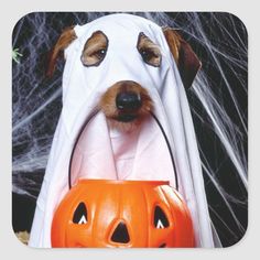 a dog dressed up as a ghost holding a pumpkin