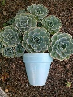 a potted plant is sitting on the ground