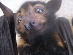 a close up of a small bat on the ground